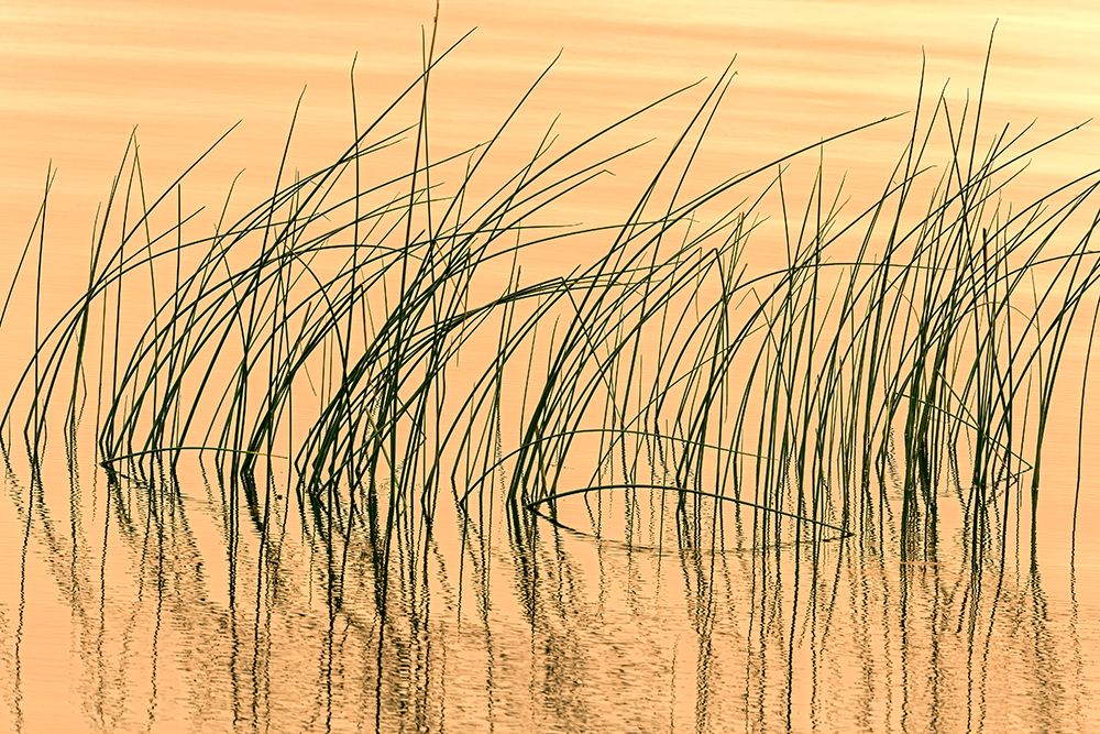 Canada- Manitoba- Wekusko Falls Provincial Park. Reeds reflect patterns in Wekusko Lake. art print by Jaynes Gallery for $57.95 CAD